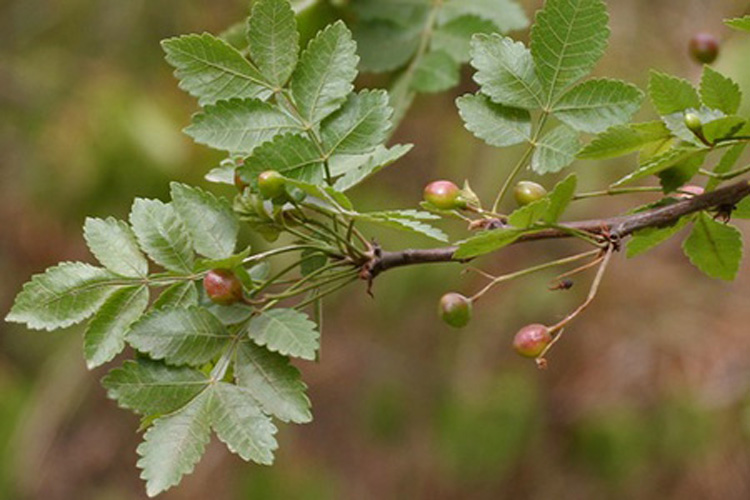 linaloe